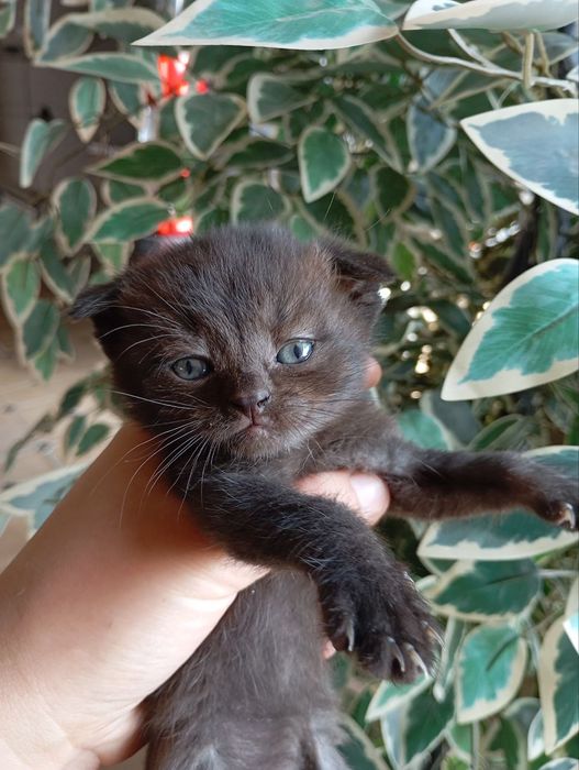 Tozza zotli Mushuklar