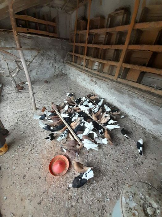 Продавам Гълъби каваклий