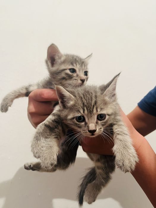 Котёнок хорошие руки