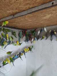 Papagali alexandrii rozela nimfe capere perusi