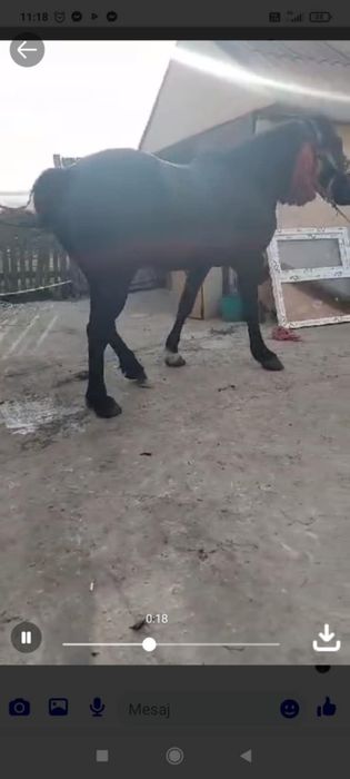 Cai  de  vânzare