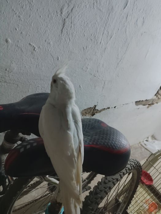 Попугай корелла белые и лимоные