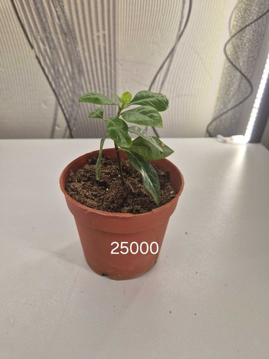 Продаётся комнатные цветы