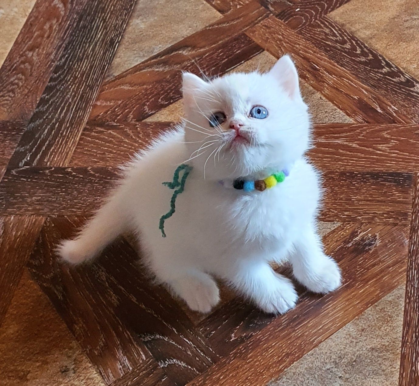 Scottish fold longhair white