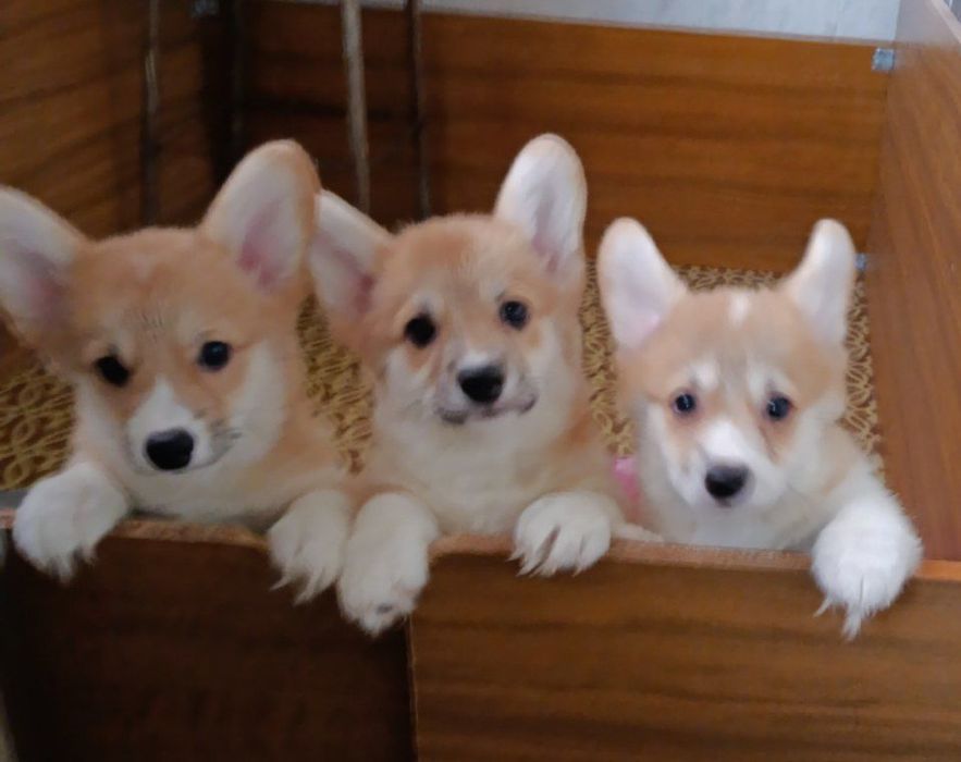 Щенки Вельш Корги Пемброк