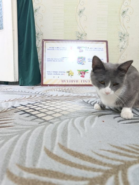 skotish stray mushuk
