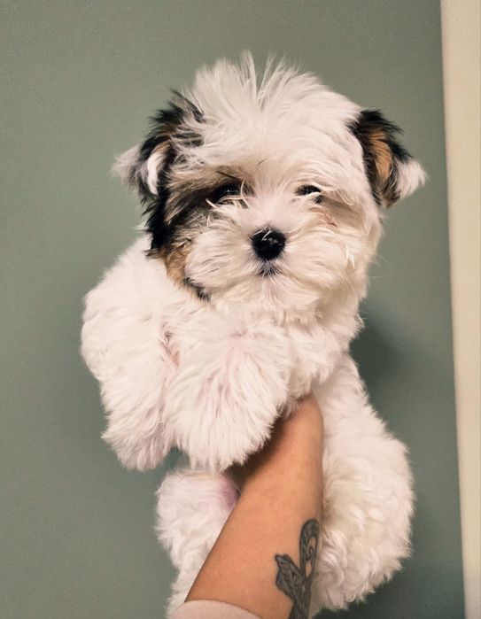 Йоркширски бивер