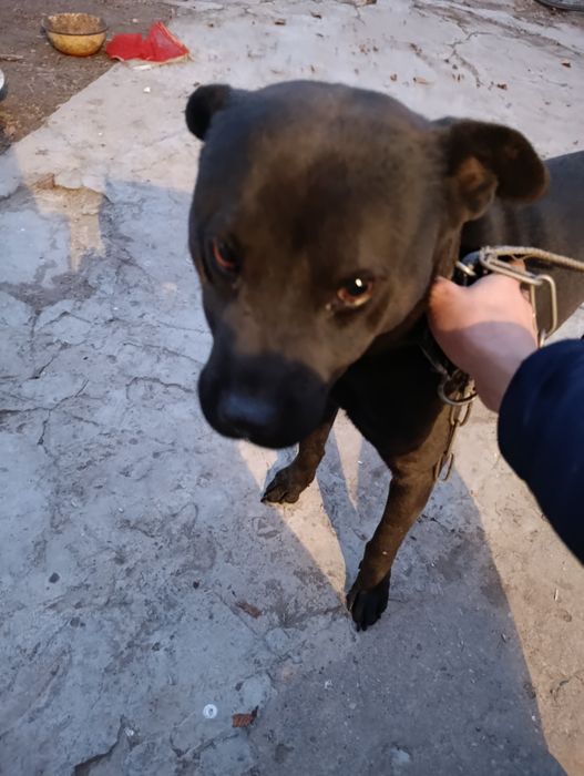 Щенки (питбуль).