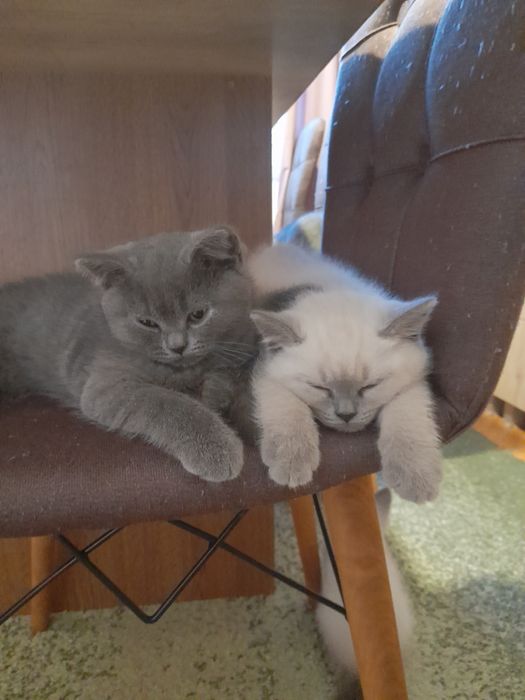 Pui British Shorthair