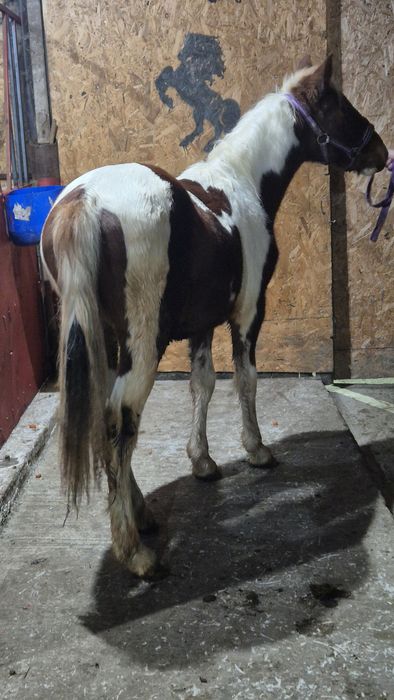 Manz pinto vand/ schimb