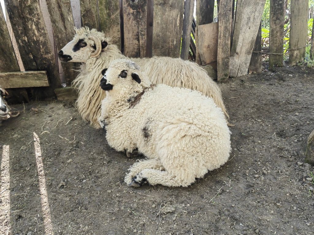 Miei crescuți natural bio