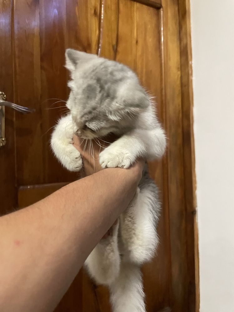 Uy mushugi aqilli erkak 3 oylik
