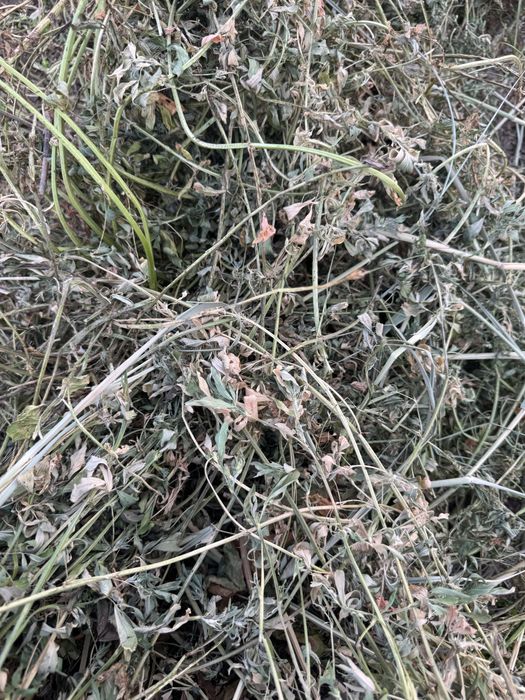 Baloti rotunzi de lucerna .