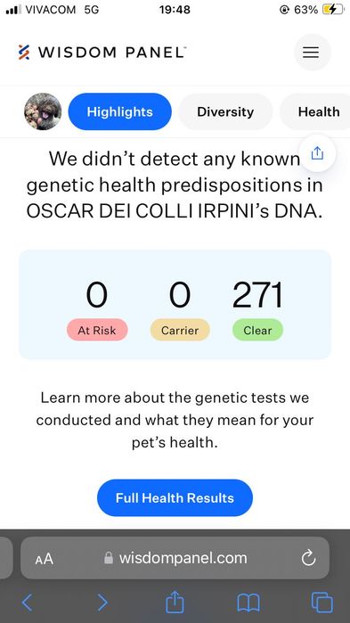 Lagotto Romagnolo / Лагото романьоло