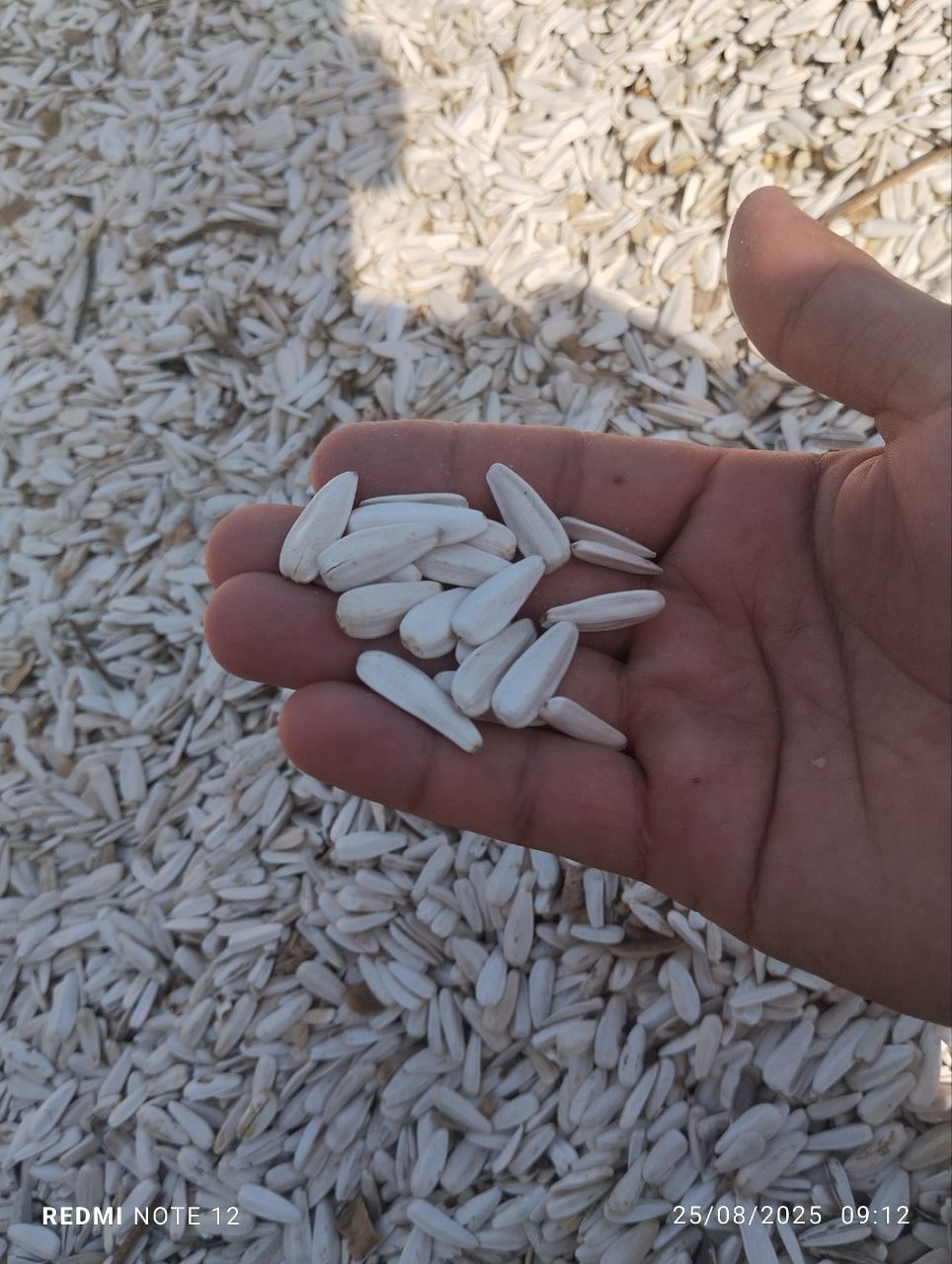 Semichka oq semichka