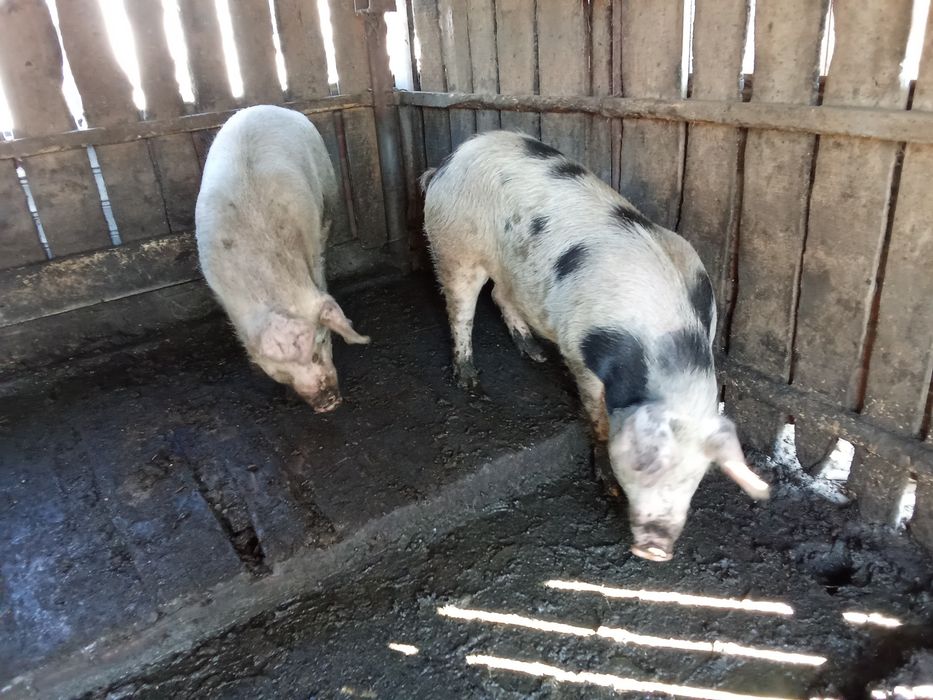 Vând viței de carne