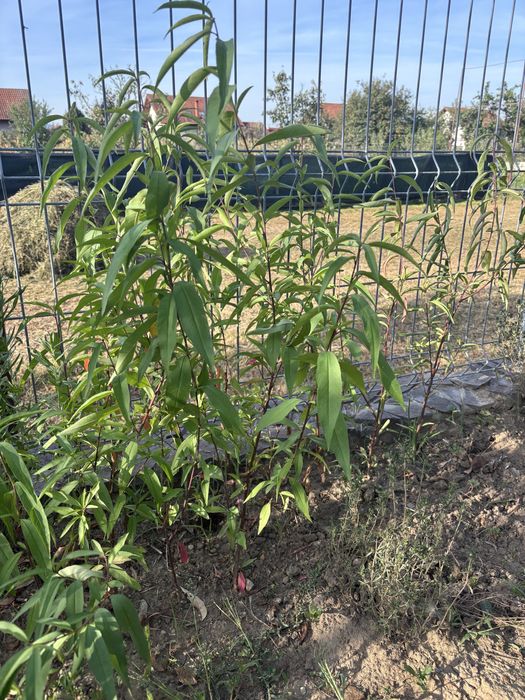 Piersic Rubino, puiet anul ll