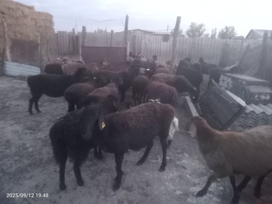 Қойлар сатылады 25 бас ұрғашы 1.2.3туған қойлар