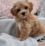 Maltipoo Fetiță A