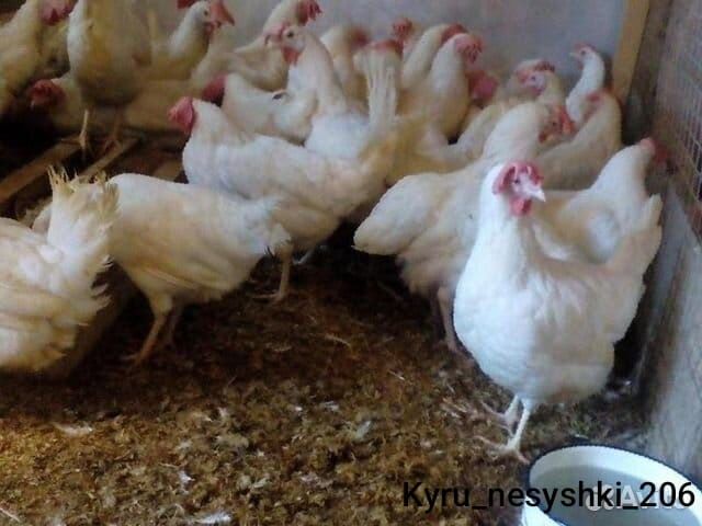 Куры Леггорн.    .