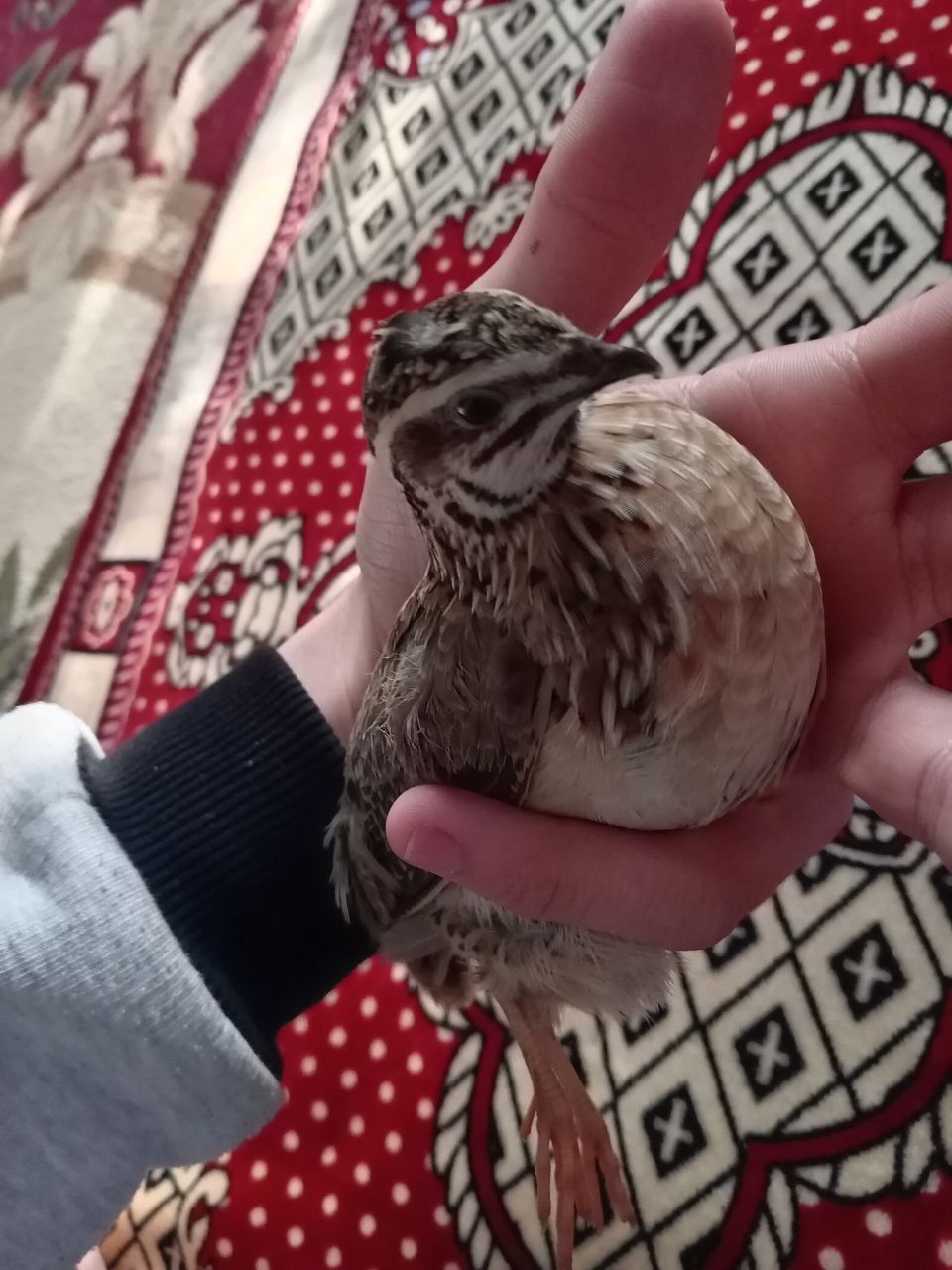 Juja bedana sotiladi