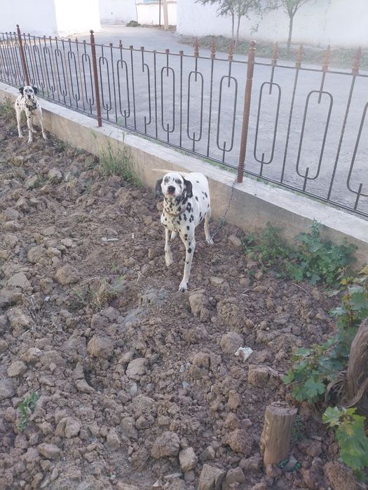 Dalmatin it sotiladi