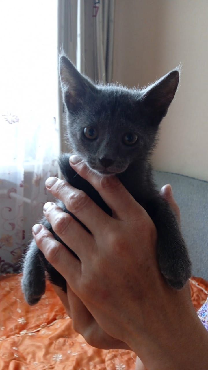 Отдам котят в добрые руки