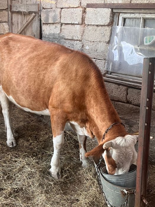 Продам Корову 600к