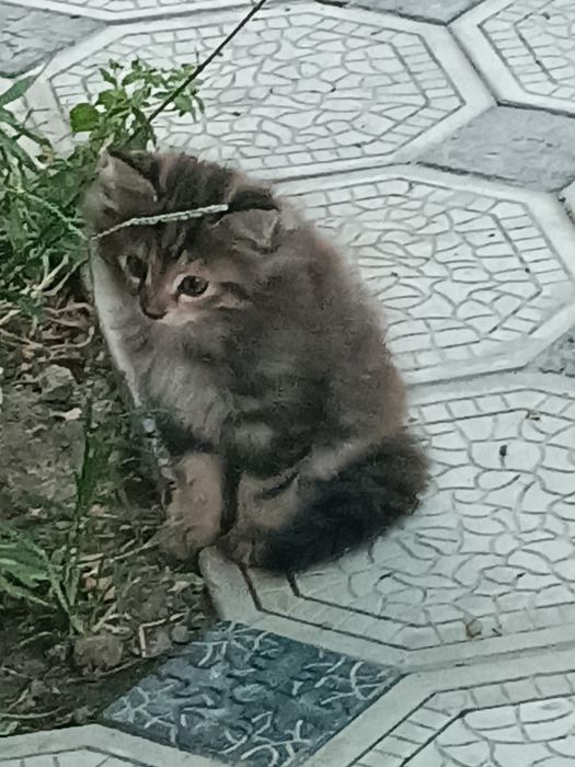 Отдам в хорошие руки миленьких котят.