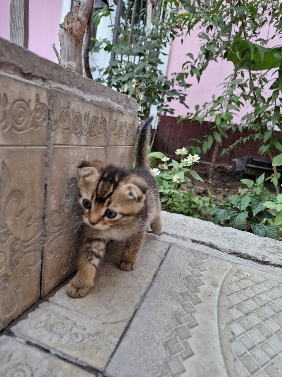 Mushuklar sotiladi