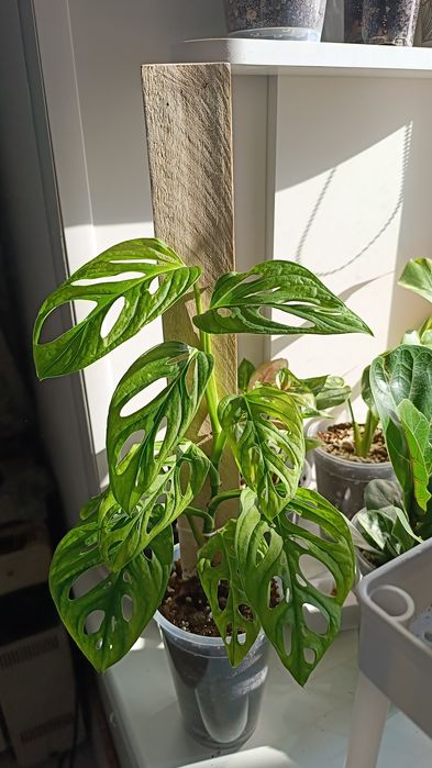 Продам Монстера манки