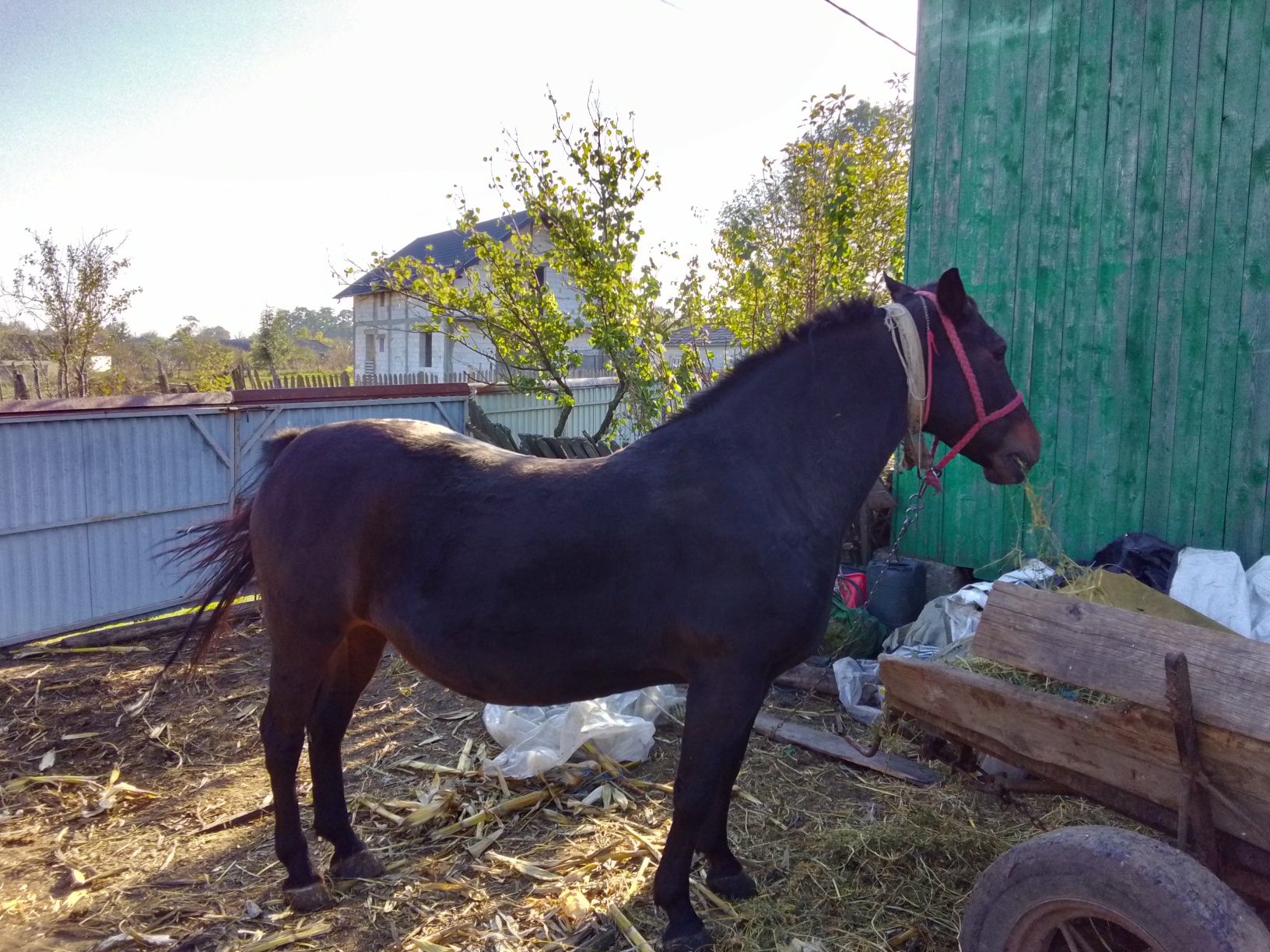 Vând iapă 7 ani foarte cuminte