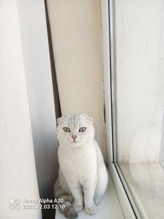 Mushuk scotish fold urgʻochi yoshi 1.5 atrofida rangi silver shaded