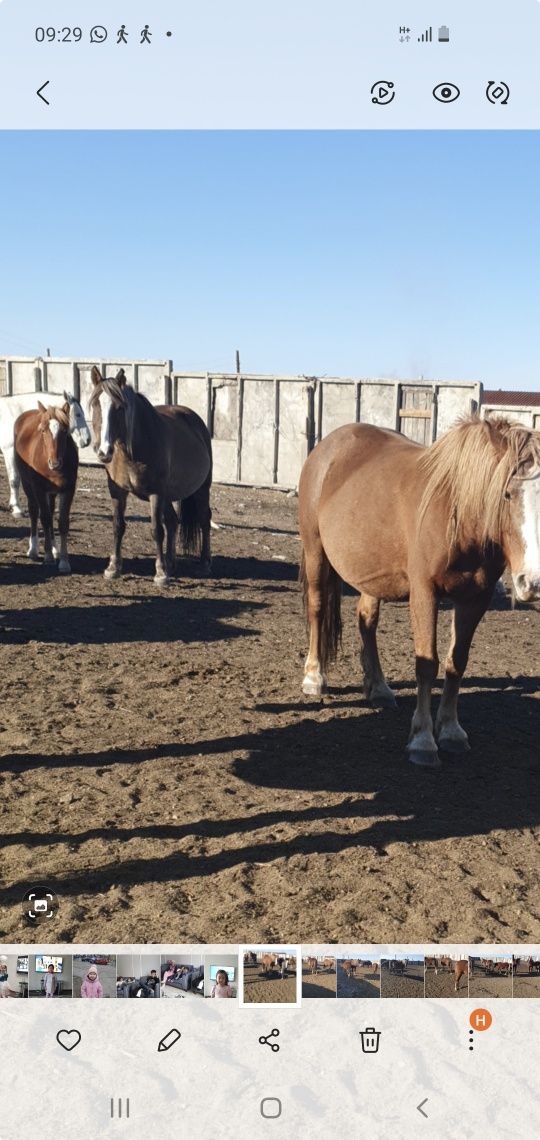 Продам кобыль. Советский полутяж