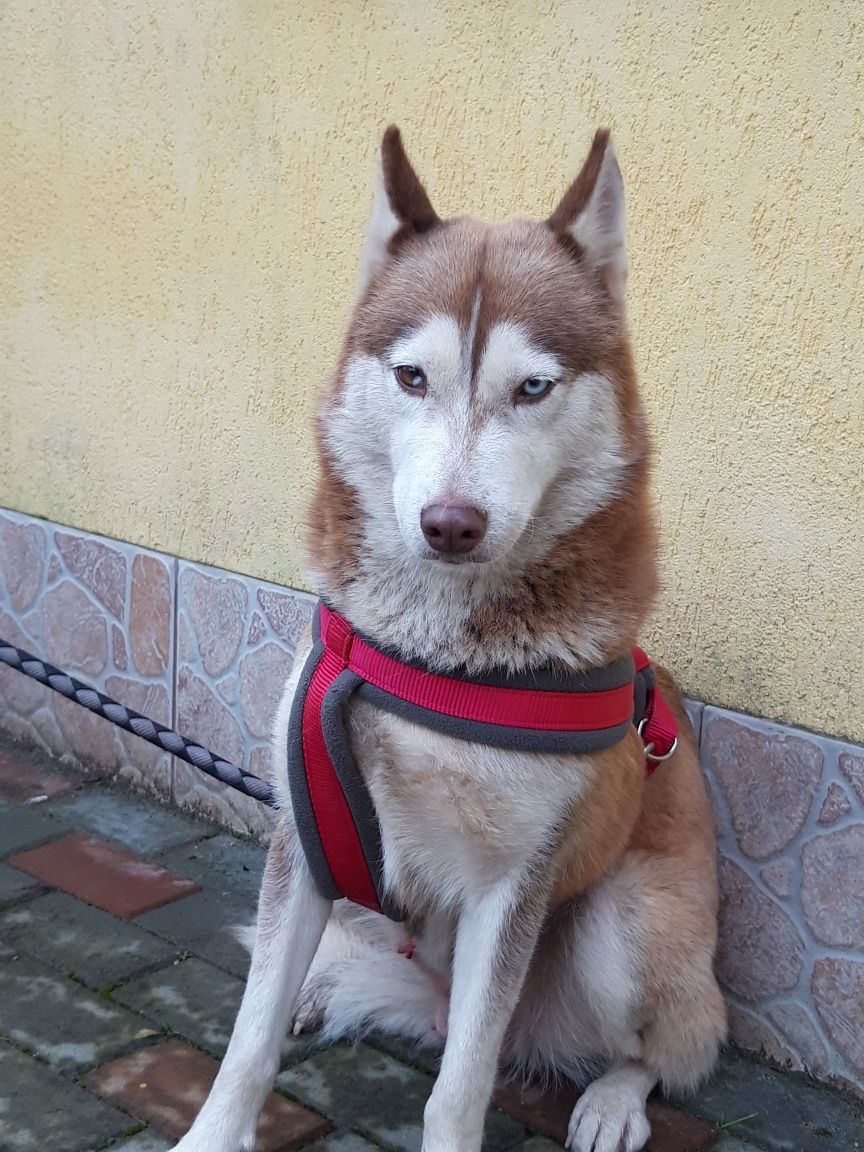 Husky Siberian rasa pura