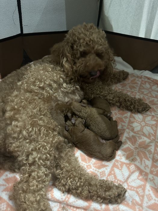 Мини пудел mini poddle