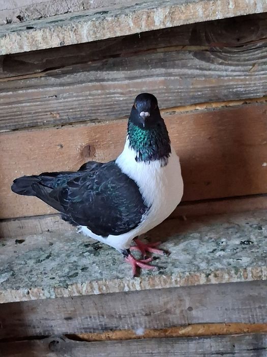 Porumbei vând sau schimb