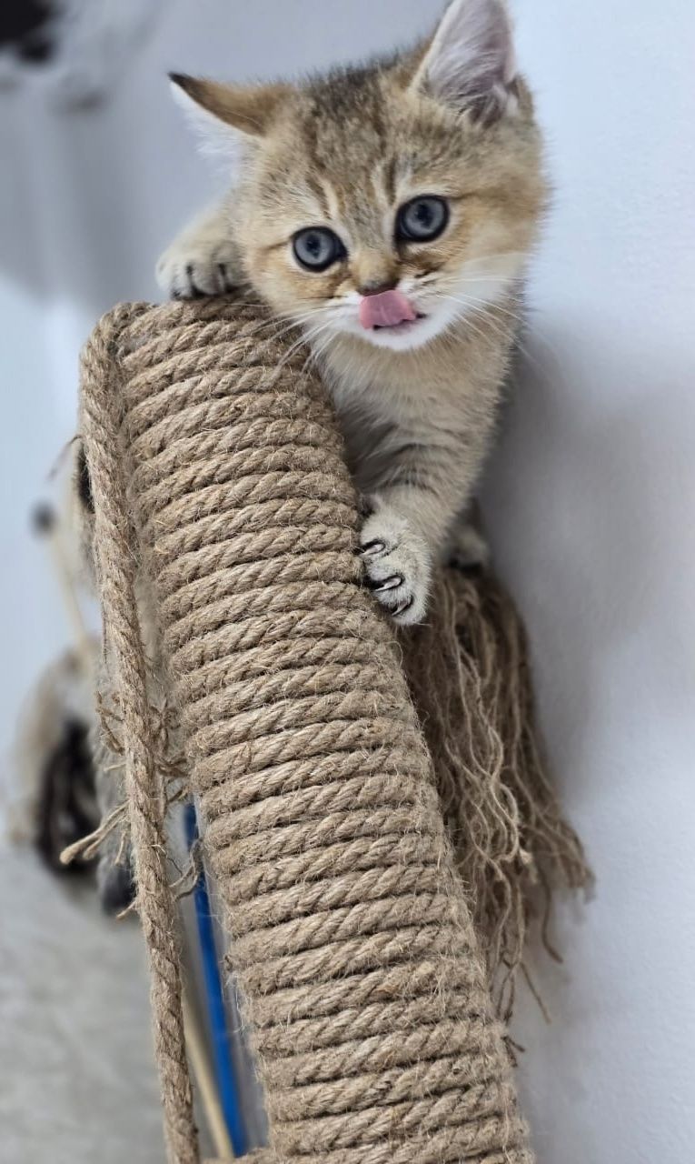 БриТанСкиЕ кОтЯта