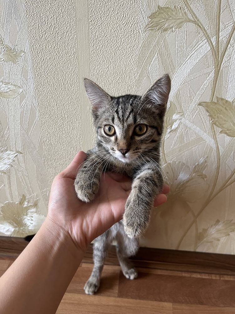Мысық Ұл 4 айлық латокқа өзі барады
