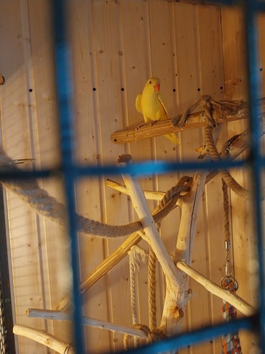 Vind micul alexandru 5 luni