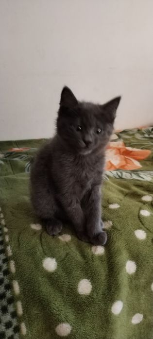 Мушук сиамская..