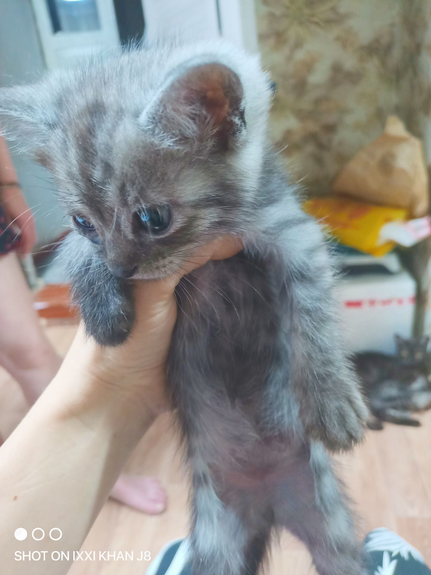Одам в добрые руки котята