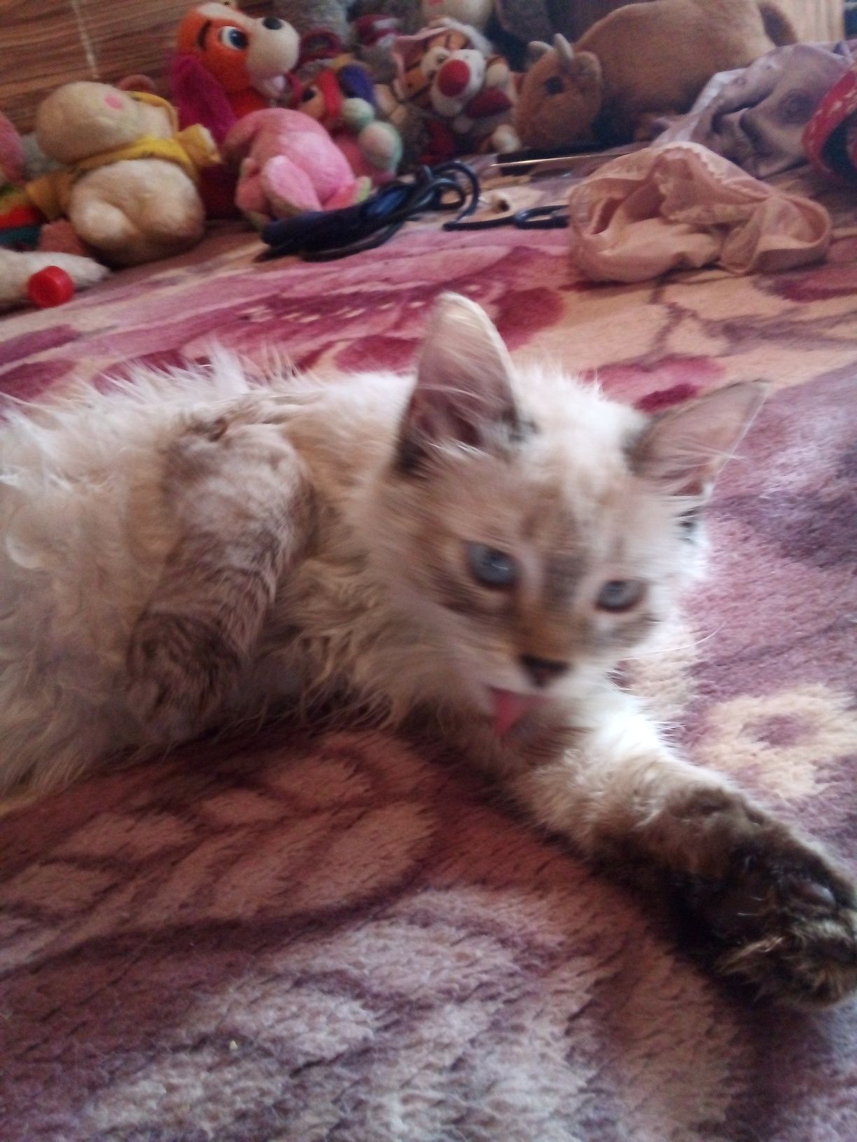 Котенок 2х месяцев