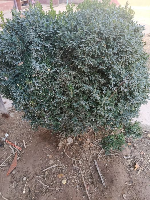 Кўп йиллик шамшод кўчати сотилади...10 йиллик...