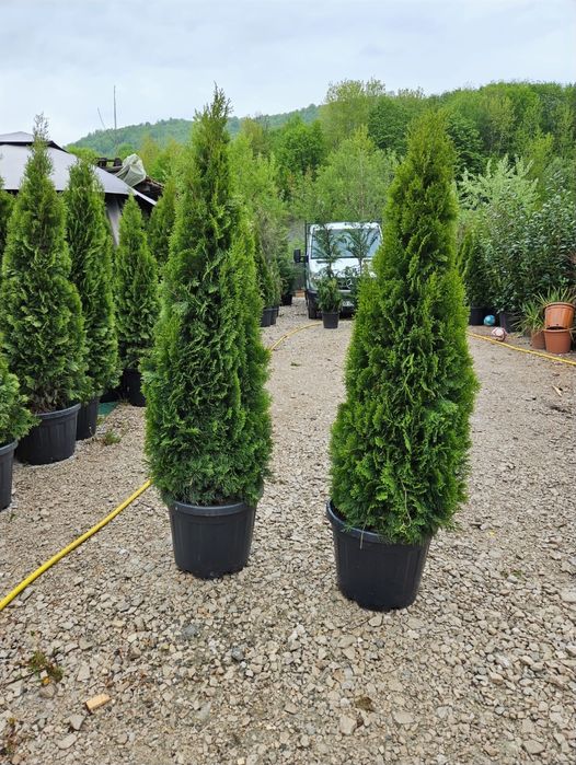 Tuia smaragd de mai multe dimensiuni