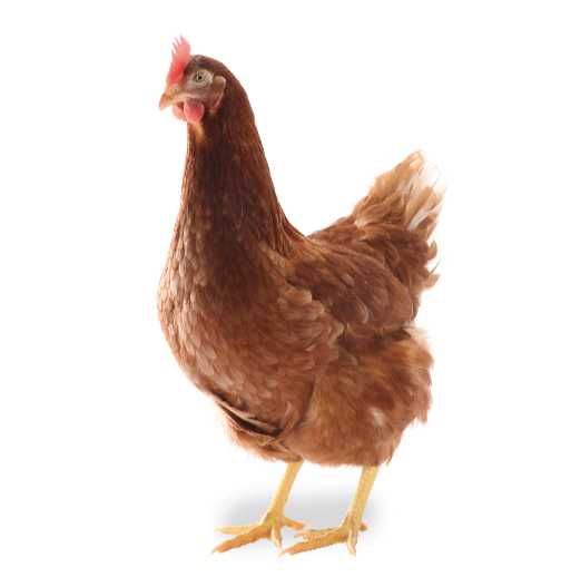 Puicuțe Lohmann Clasic – Performanță, Randament și Încredere