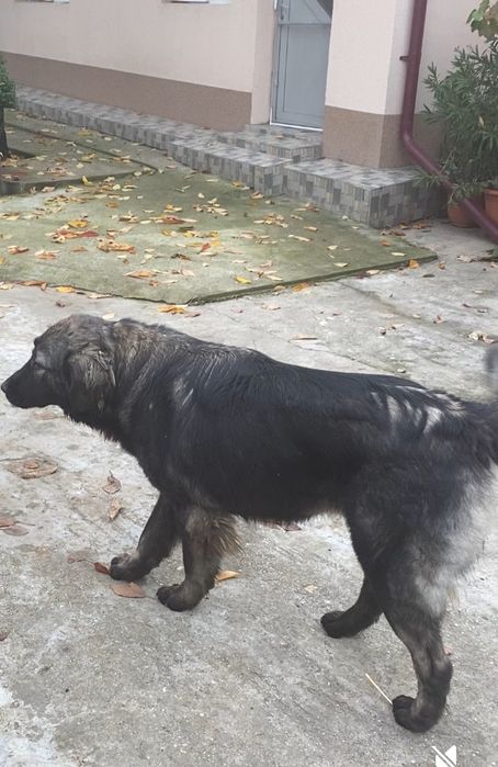 Femela ciobanesc carpatin