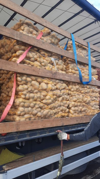 Vand Cartofi calibru 55+la sac 10kg si 25 kg