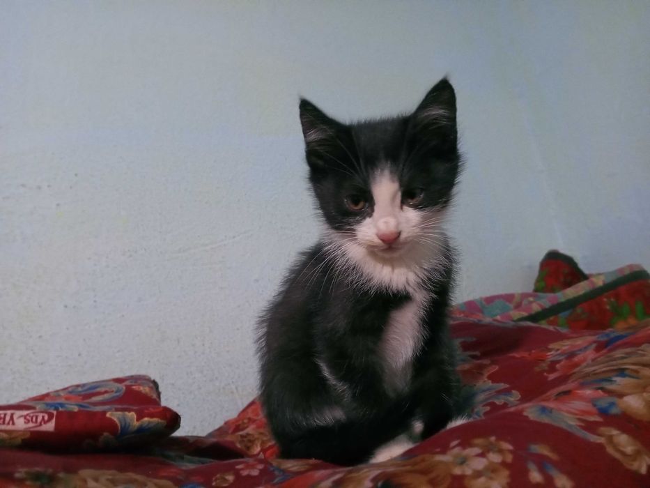 Котята мальчики  мушук болалари