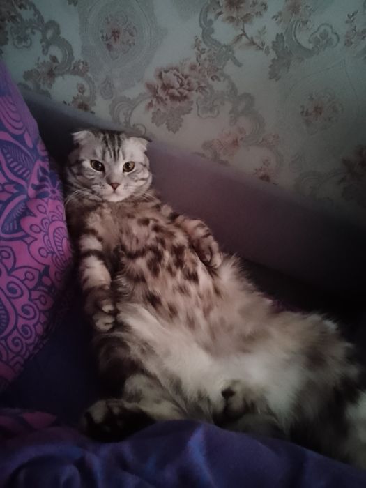 Вязка  котика срочно